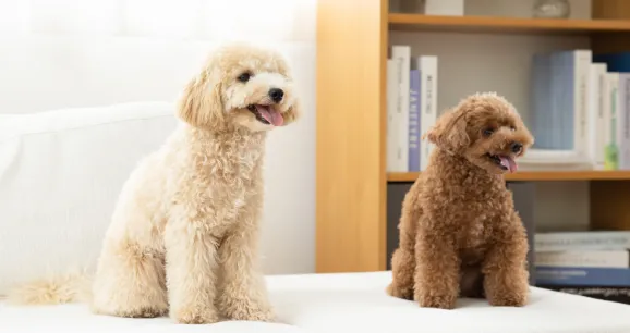 トイプードルの画像